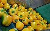 Illustrative photo of yellow peppers being processed. (photo credit: Rachael Cerrotti/Flash90)