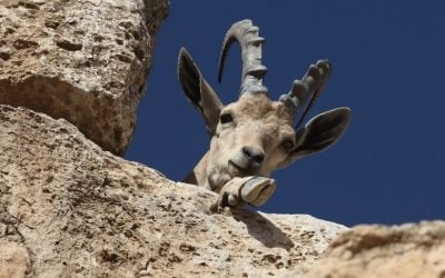 Illustrative: A Nubian Ibex seen on the cliffs of Makhtesh Ramon (Ramon crater). (Photo credit: Yossi Zamir/Flash 90)