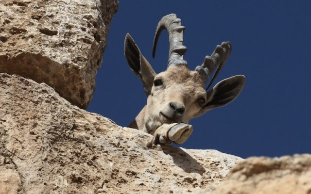 A Nubian Ibex (wild goat) is seen on the cliffs of Makhtesh Ramon (Ramon crater). The Nubian Ibex (Capra ibex nubiana) is a rocky desert dwelling goat antelope found in mountainous areas of Israel, Jordan, Saudi Arabia, Oman, Egypt and Sudan (Photo credit: Yossi Zamir/Flash 90)