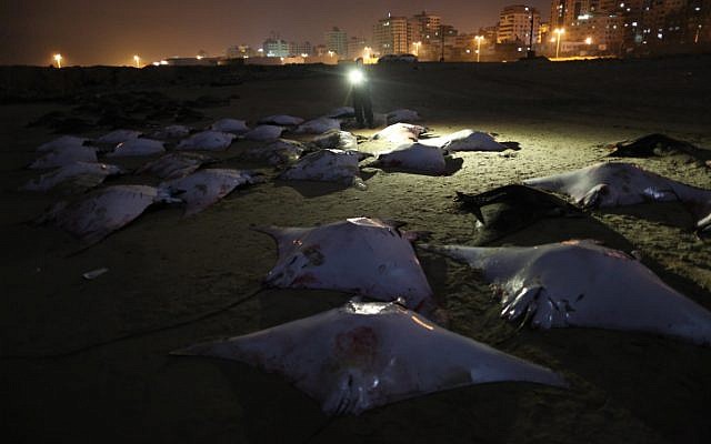 Hundreds of devil rays lined up on the Gaza beach on February 27, 2013. (photo credit: Wissam Nassar/Flash90) Hundreds of devil rays lined up on the Gaza beach on February 27, 2013. (photo credit: Wissam Nassar/Flash90)