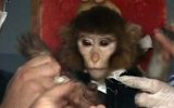Iranian scientists surround a monkey before launching him into space, Jan. 28, 2013 (photo credit: AP Video)