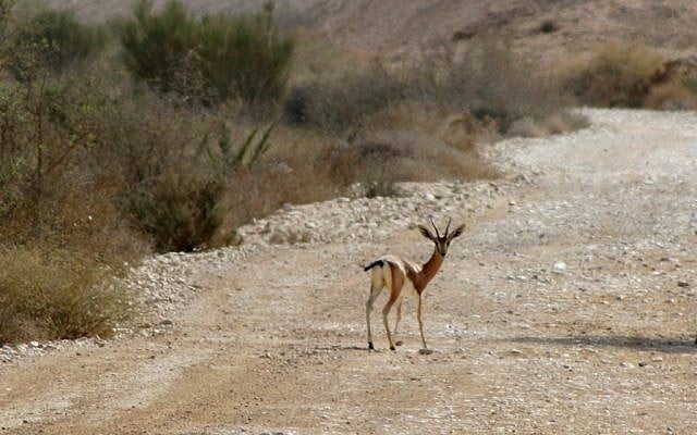 Gazelles of Beerotayim (photo credit: Shmuel Bar-Am)