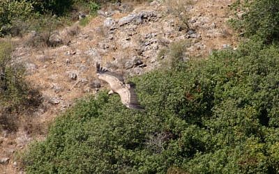 Booted eagle, Gamla Nature Reserve (photo credit: Shmuel Bar-Am)