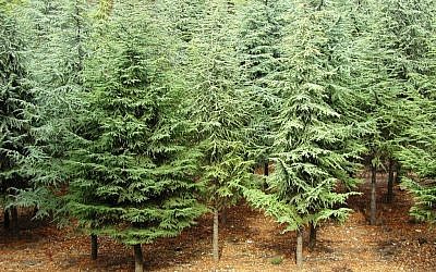 Cedars at Biriya (photo credit: Shmuel Bar-Am)