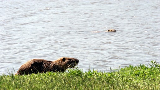 Coypus (photo credit: Shmuel Bar-Am)