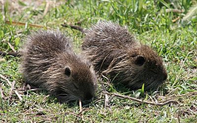 Coypus babies (photo credit: Shmuel Bar-Am)