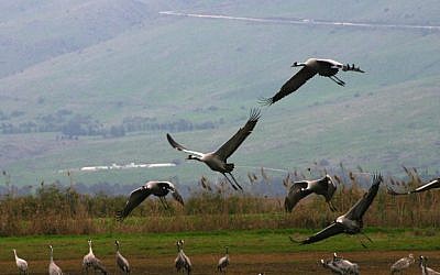 Cranes and Pelicans, Huleh Agamon (photo credit: Shmuel Bar-Am)