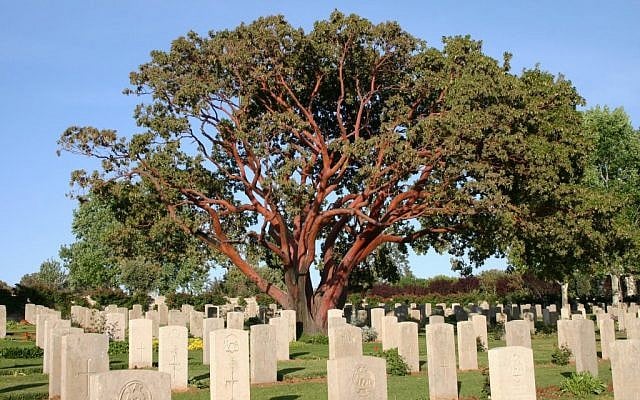 Eastern strawberry tree, Mount Scopus (photo credit: Shmuel Bar-Am)