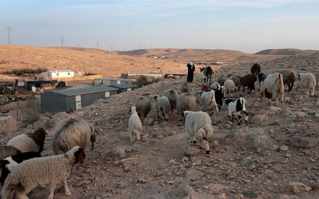 Bedouin woman herds sheep in her village in the Negev, February 2012. (photo credit: Alana Perino/FLASH90)