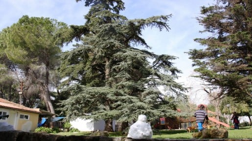 Ma'ale HaHamisha Cedar of Lebanon (photo credit: Shmuel Bar-Am)