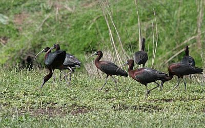 Maglan Glossy Ibis, Huleh Agamon biker trail (photo credit: Shmuel Bar-Am)