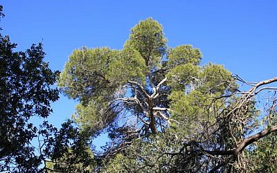 Jerusalem pine tree, Masrek (photo credit: Shmuel Bar-Am)