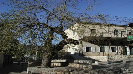 Pequi’in tree (photo credit: Shmuel Bar-Am) 