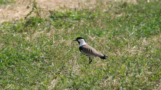 Plover, Huleh Agamon (photo credit: Shmuel Bar-Am)