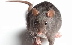 (illustrative rat image via Shutterstock)