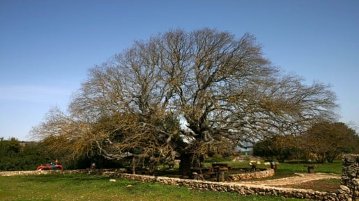 Terebinth, Henion Haela recreation site (photo credit: Shmuel Bar-Am)
