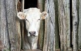 Illustrative photo of a cow (photo credit: CC BY-SA frennlareo/Flickr)