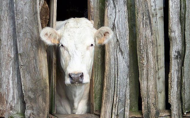 Illustrative photo of a cow (photo credit: CC BY-SA frennlareo/Flickr)