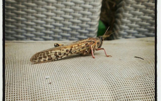 A locust lands in Modi'in in central Israel on Saturday. (photo credit: Tom Einhorn, Twitter)