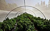 Cannabis plants at a growing facility in northern Israel, 2010. (photo credit: Abir Sultan/Flash 90)