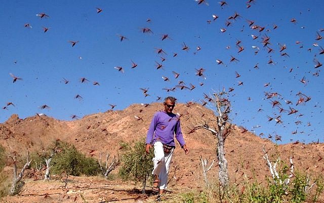 A locust swarm near Eilat in 2004 (photo credit: Yehuda Ben-Itah/Flash90)