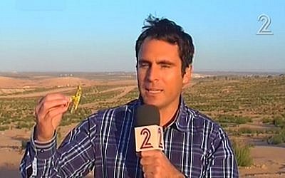 A TV reporter holds up one of the yellow locusts that landed in southern Israel on Sunday (photo credit: image capture from Channel 2)