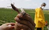 A Palestinian farmer displays locusts at a farm in Khan Younis in the southern Gaza Strip on March 5 (photo credit: Abed Rahim Khatib/Flash90)