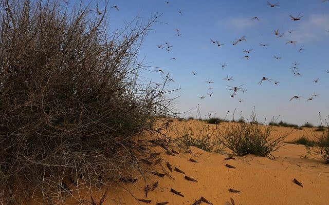 A cloud of locusts in southern Israel in March 2013 (photo credit: Dror Garti/Flash90)