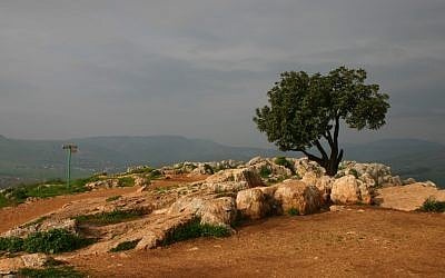 Mount Arbel carob overlook (photo credit: Shmuel Bar-Am)