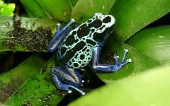 A poison dart frog (photo credit: CC BY-SA Freetoast/Wikimedia Commons)