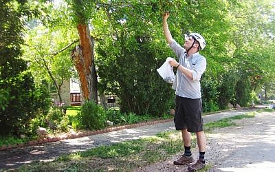 Foraging for fruit. (photo credit: Ethan Welty)