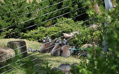 Lemurs at the Haifa zoo. (photo credit: CC BY-SA dibau_naum_h, Flickr)