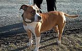 Illustrative photo of an Amstaff dog (photo credit: CC BY-SA, T. Bjornstad, Wikimedia Commons)