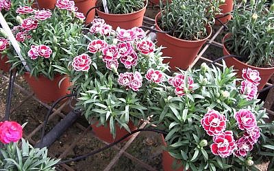 Nursery flowers watered with drip irrigation in Israel. (Martin Fischer/CC/via JTA)