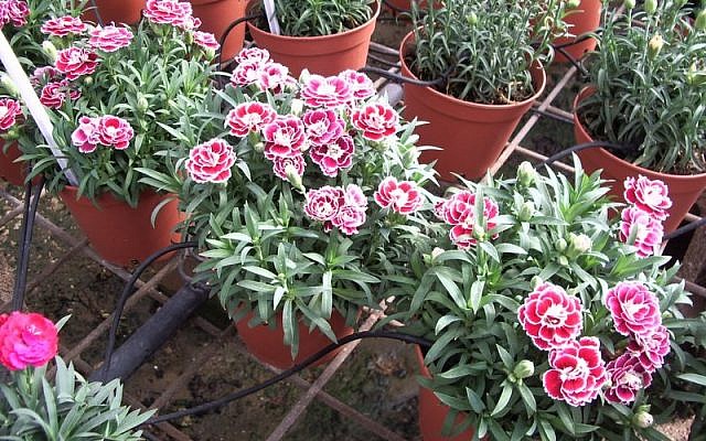 Nursery flowers watered with drip irrigation in Israel. (photo credit: Martin Fischer/CC/via JTA)