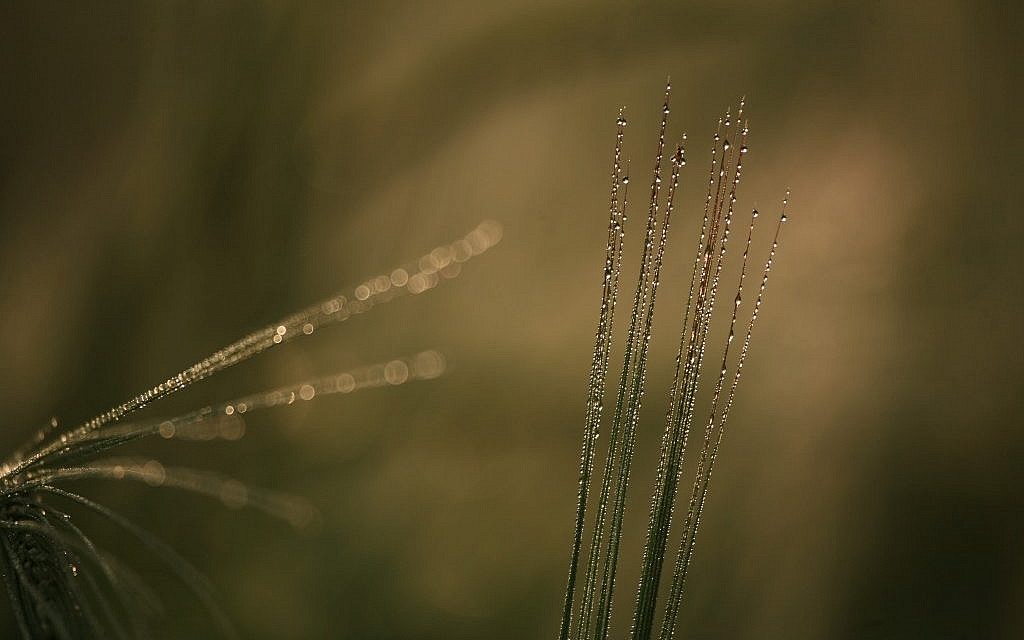A stalk of wheat in a field (photo credit: Doron Horowitz/Flash 90) A stalk of wheat in a field (photo credit: Doron Horowitz/Flash 90)