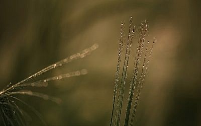 A stalk of wheat in a field (photo credit: Doron Horowitz/Flash 90)