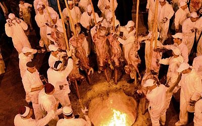 Samaritan worshipers insert their skewered Passover sacrifices into the oven during the ritual sacrifice, part of a Samaritan Passover ceremony on Mount Gerizim near the West Bank town of Nablus, April 23, 2013. (photo credit: Yossi Zeliger/Flash90)