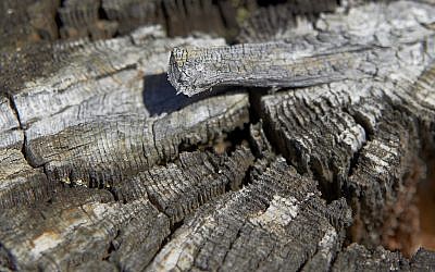 Tree trunk by Dov Herzenberg (Courtesy Dov Herzenberg)