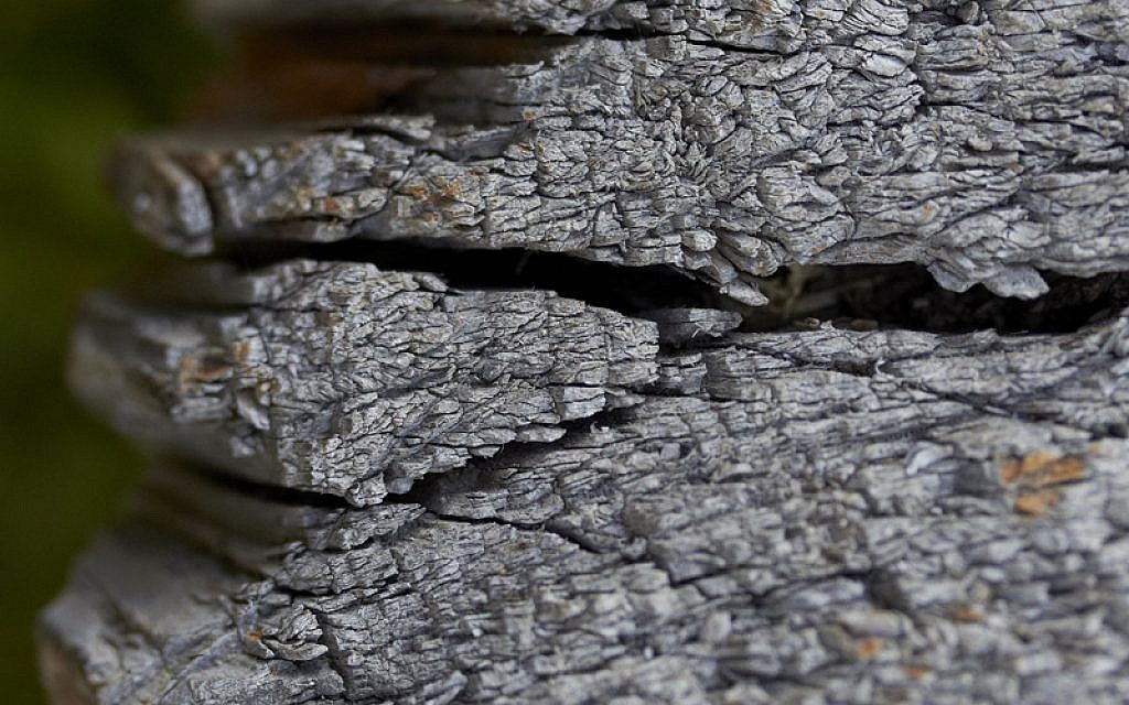 Tree trunk (photo credit: Courtesy of Dov Herzenberg) Tree trunk (photo credit: Courtesy of Dov Herzenberg)