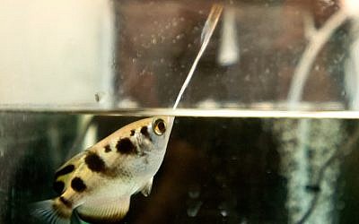 Archer fish shooting at a target above the water level in the lab of Prof. Ronen Segev. (Photo Credit: Dani Machlis/BGU)