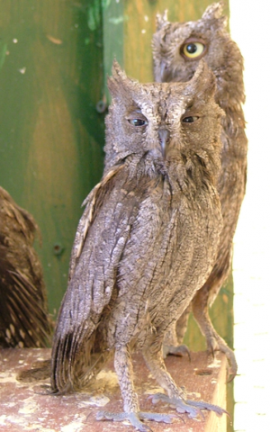 Eurasian Scops Owl (photo credit: CC-BY Dysmorodrepanis, Wikimedia Commons)