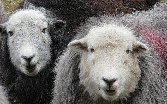 Sheep. (photo credit: CC BY candiche, Flickr)