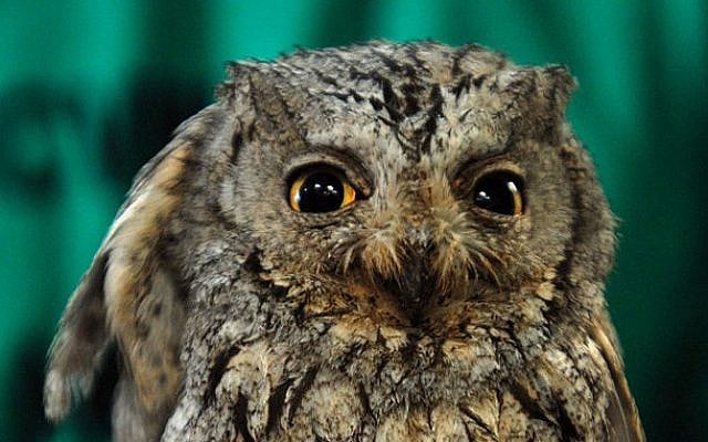 A Eurasian Scops Owl photo credit: US Navy/Mass Communication Specialist 3rd Class Damian Martinez) A Eurasian Scops Owl photo credit: US Navy/Mass Communication Specialist 3rd Class Damian Martinez)