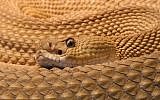 Illustrative photo: A viper (photo credit: CC-BY-H. Krisp, Wikimedia Commons)