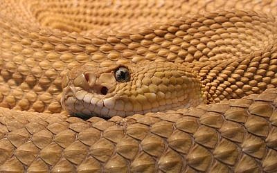 Illustrative photo: A viper (photo credit: CC-BY-H. Krisp, Wikimedia Commons)