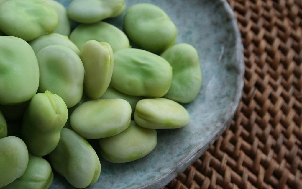 Fava beans after being cooked (photo credit: Richard W.M. Jones/CCA-SA) Fava beans after being cooked (photo credit: Richard W.M. Jones/CCA-SA)