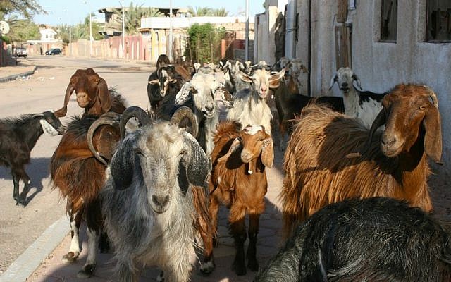 Life in Dahab (photo credit: Eliyahu Kamisher)