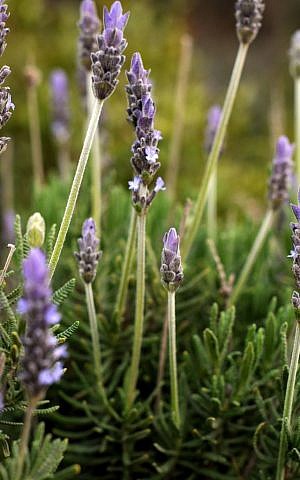 One type of lavender that grows in many a local garden (photo credit: Sophie Gordon/Flash 90)