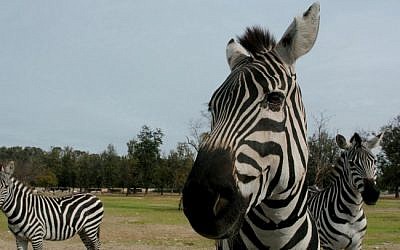 Zebra in the Ramat Gan Safari, December 11, 2004.
(photo credit: Nati Shohat/Flash90)